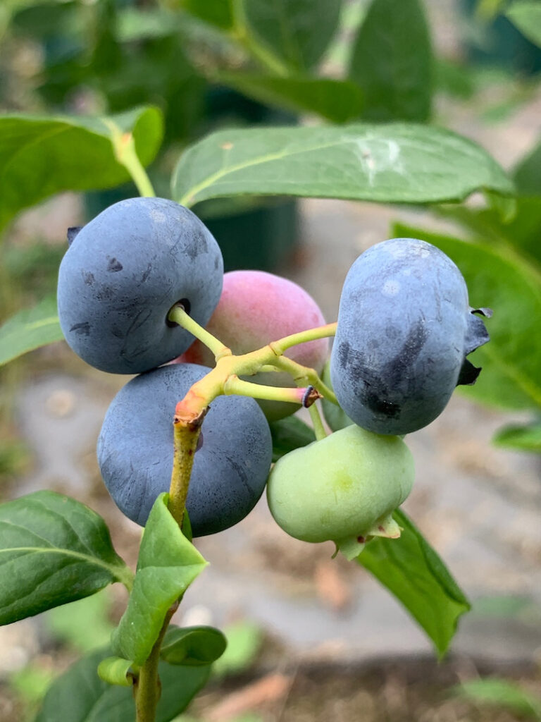 ブルーベリー6月の品種 その3 Berry Sun